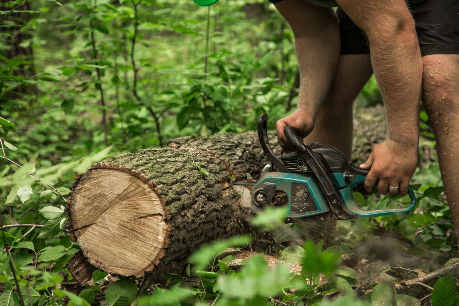 Large Tree Removal